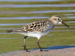 (White-rumped Sandpiper) walking