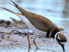 (Killdeer) foraging