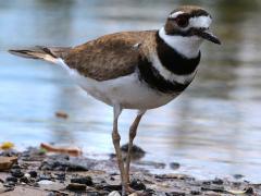 (Killdeer) walking