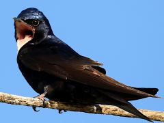 (Purple Martin) male chirping