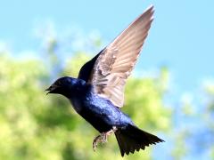 (Purple Martin) male flapping