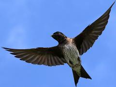 (Purple Martin) female flapping