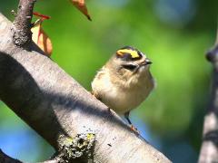 (Golden-crowned Kinglet) perched