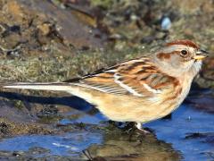 (American Tree Sparrow) drinking