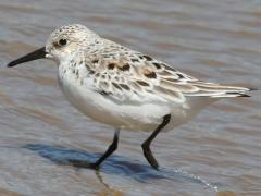 (Sanderling) wading