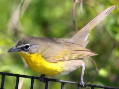 (Yellow-breasted Chat) perching