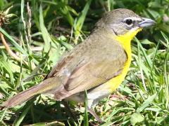 (Yellow-breasted Chat) standing