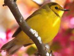 (Hooded Warbler) male juvenile perching