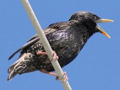 (European Starling) calling