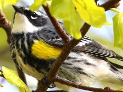 (Yellow-rumped Warbler) male perching