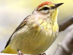 (Palm Warbler) perching