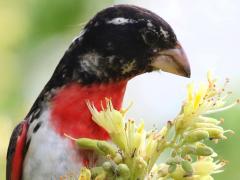 (Rose-breasted Grosbeak) male perches