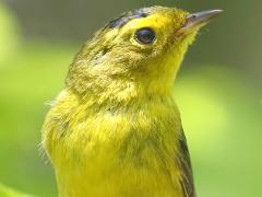 (Wilson's Warbler) male