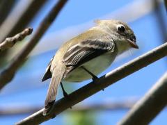 (Least Flycatcher) perching