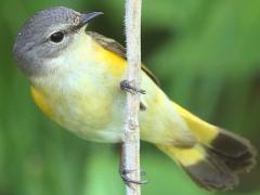 (American Redstart) female ventral