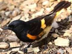 (American Redstart) male bust