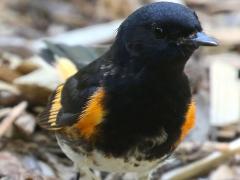 (American Redstart) male front