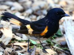 (American Redstart) male profile