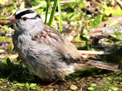 (White-crowned Sparrow) standing