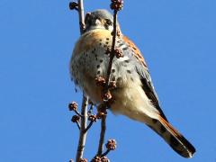 (American Kestrel) perching