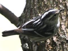 (Black-and-white Warbler) creeping