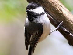 (Black-capped Chickadee) hanging