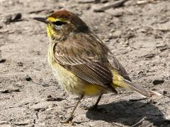 (Palm Warbler) standing