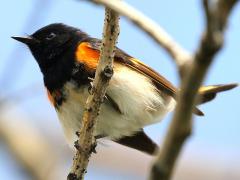 (American Redstart) male