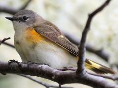 (American Redstart) male juvenile