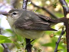 (Warbling Vireo) profile