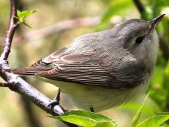 (Warbling Vireo) rear