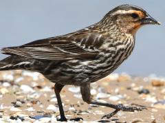 (Red-winged Blackbird) female