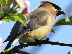 (Cedar Waxwing) petal