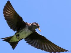 (Purple Martin) subadult female flapping