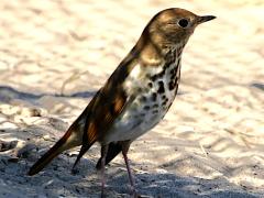 (Hermit Thrush) trail