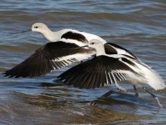 (American Avocet) dorsal