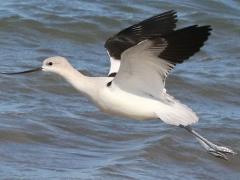 (American Avocet) flying