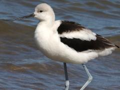 (American Avocet) standing