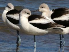 (American Avocet) trio