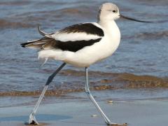 (American Avocet) walking