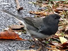 (Dark-eyed Junco) male