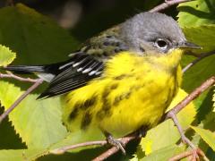 (Magnolia Warbler) female perching