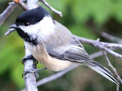 (Black-capped Chickadee) perching