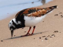 (Ruddy Turnstone) feeding