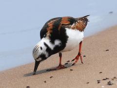 (Ruddy Turnstone) frontal