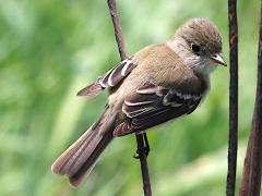 (Least Flycatcher) perching