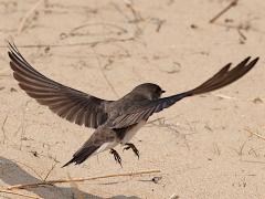 (Bank Swallow) flight