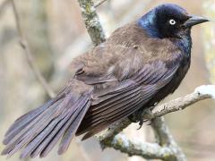 (Common Grackle) female fluffed