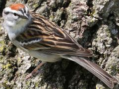 (Chipping Sparrow) standing