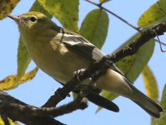 (Bay-breasted Warbler) juvenile